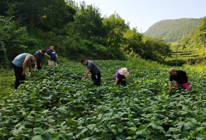 湖北恩施州農(nóng)業(yè)農(nóng)村局領導蒞臨岳氏集團5000畝富硒黑豆種植基地調研指導